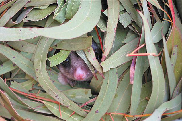 Sugar Glider