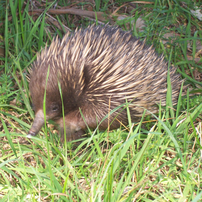 Flora and Fauna Assessment